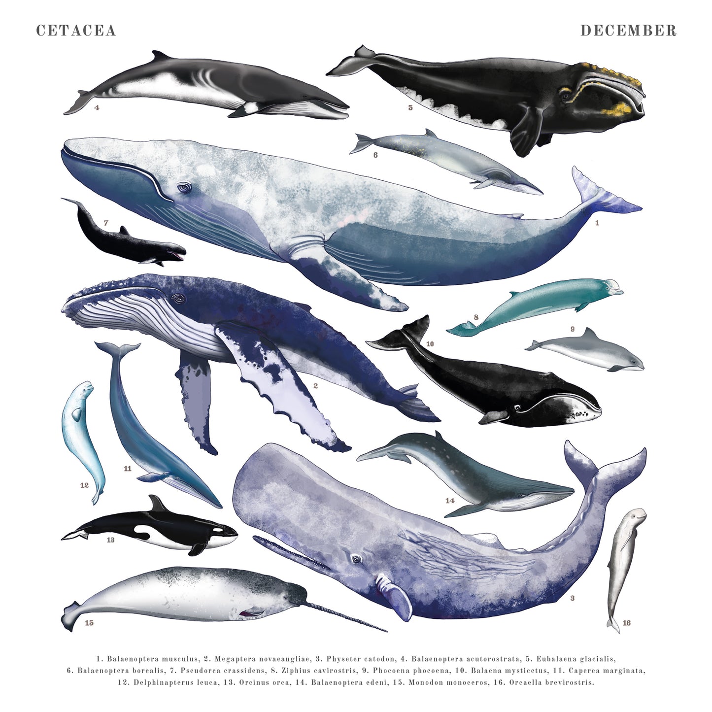 Animalium Broschürenkalender 2025, 30 x 30 cm