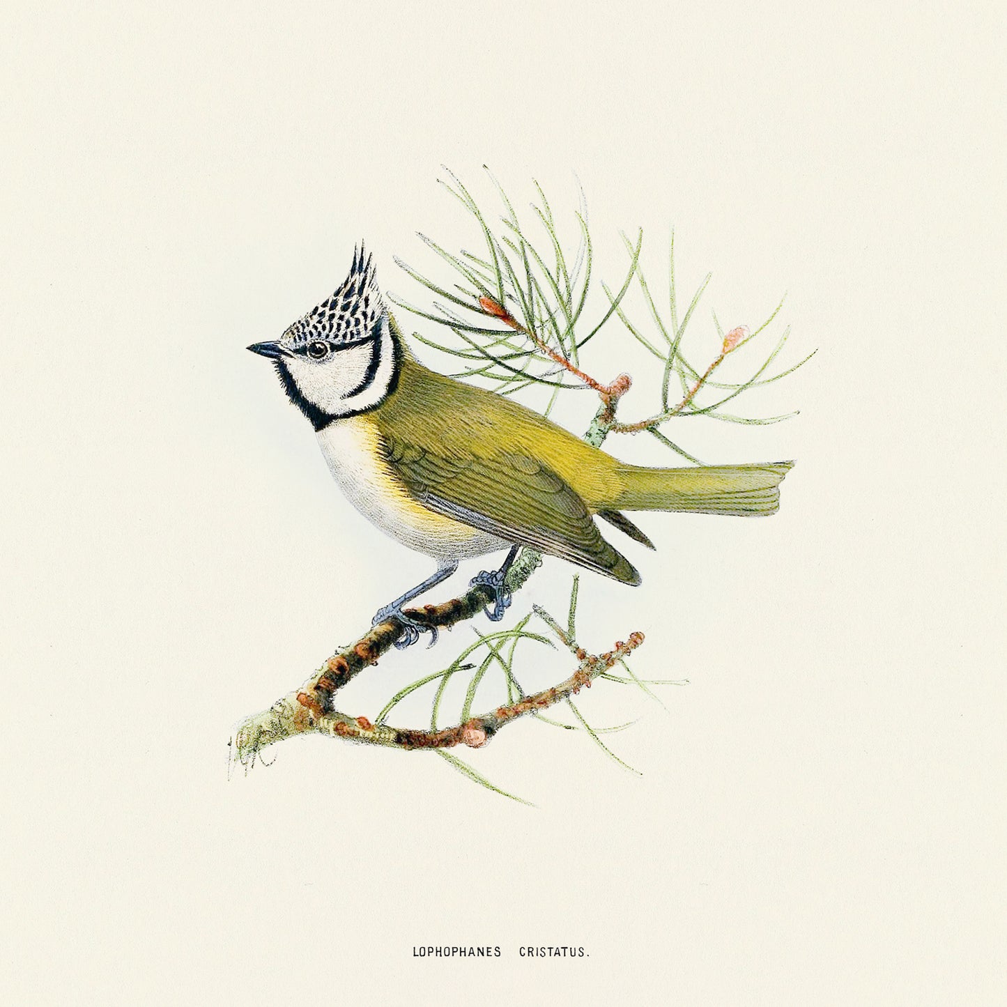 Broschürenkalender Vögel 2025, 30 x 30 cm