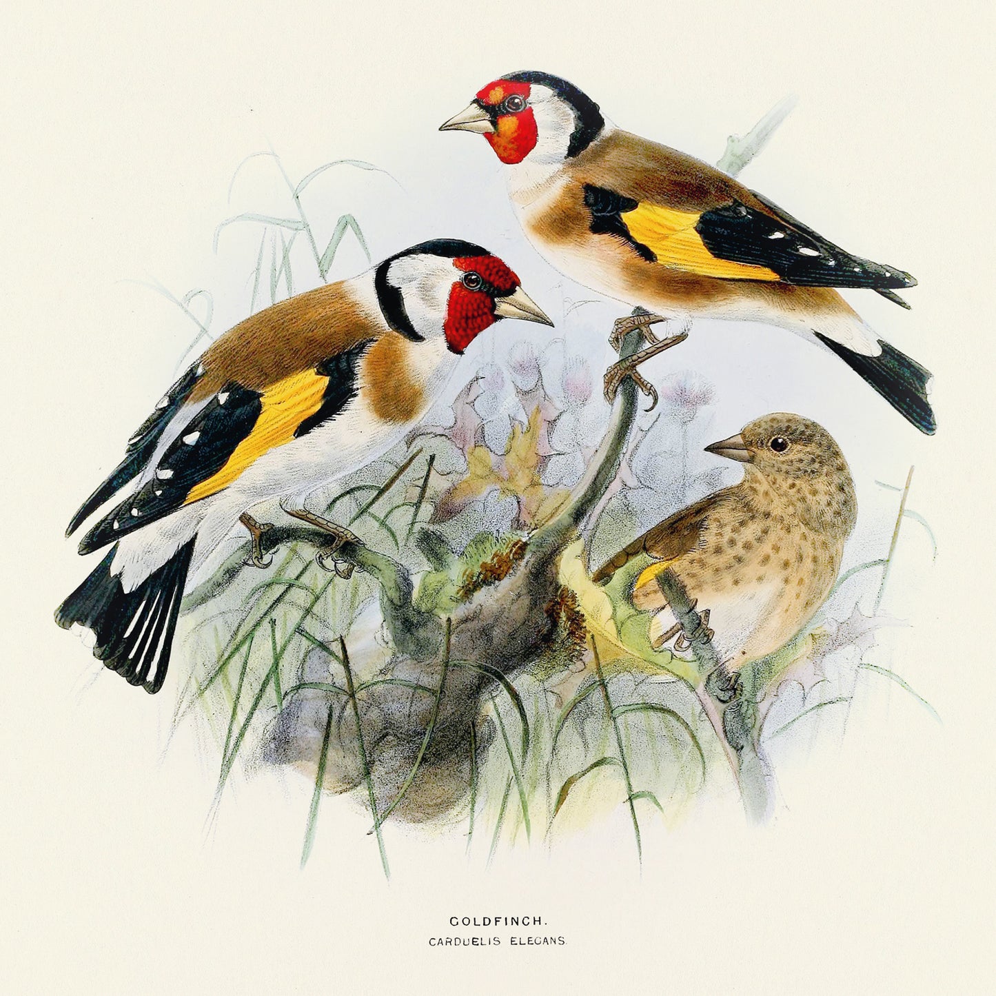 Broschürenkalender Vögel 2025, 30 x 30 cm