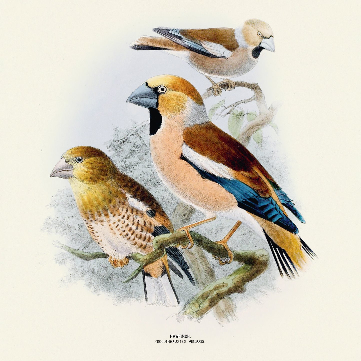 Broschürenkalender Vögel 2025, 30 x 30 cm