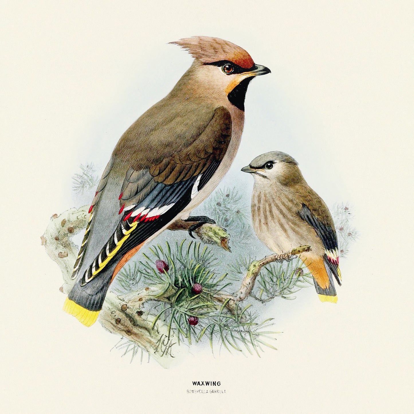 Broschürenkalender Vögel 2025, 30 x 30 cm