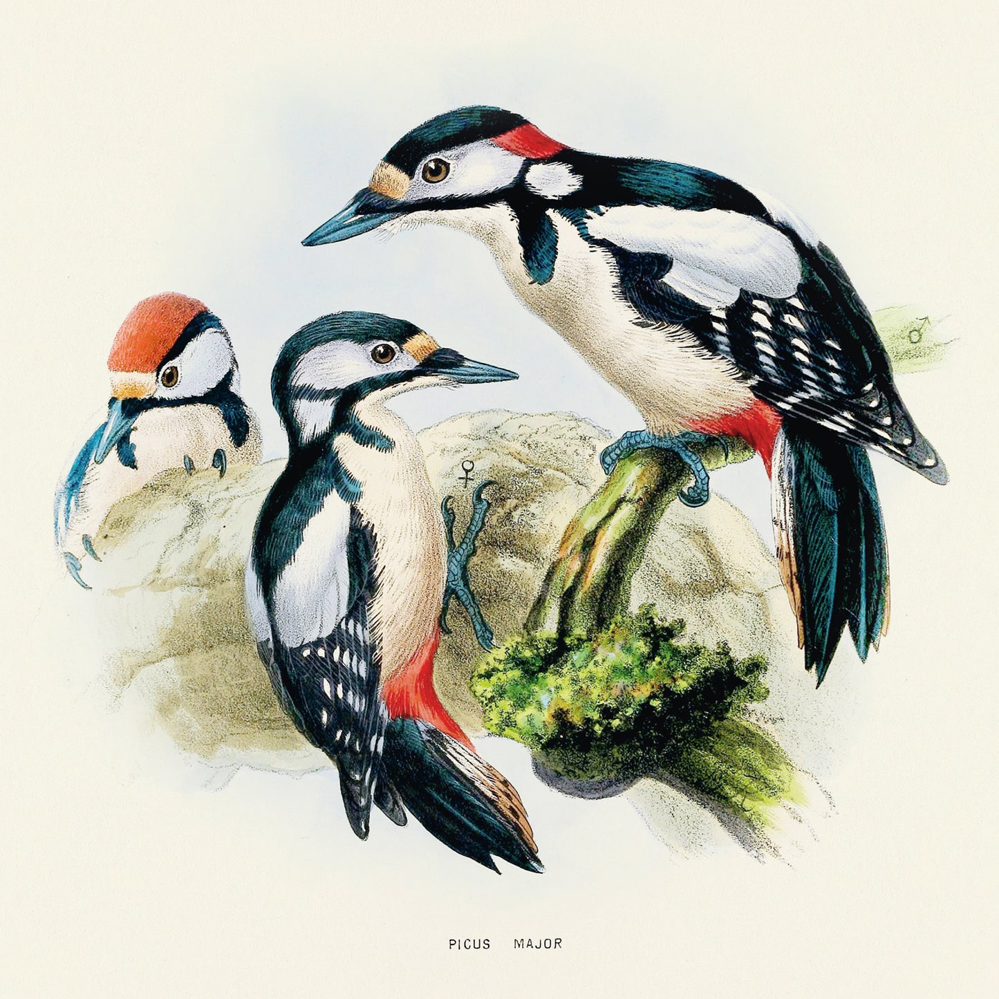 Broschürenkalender Vögel 2025, 30 x 30 cm
