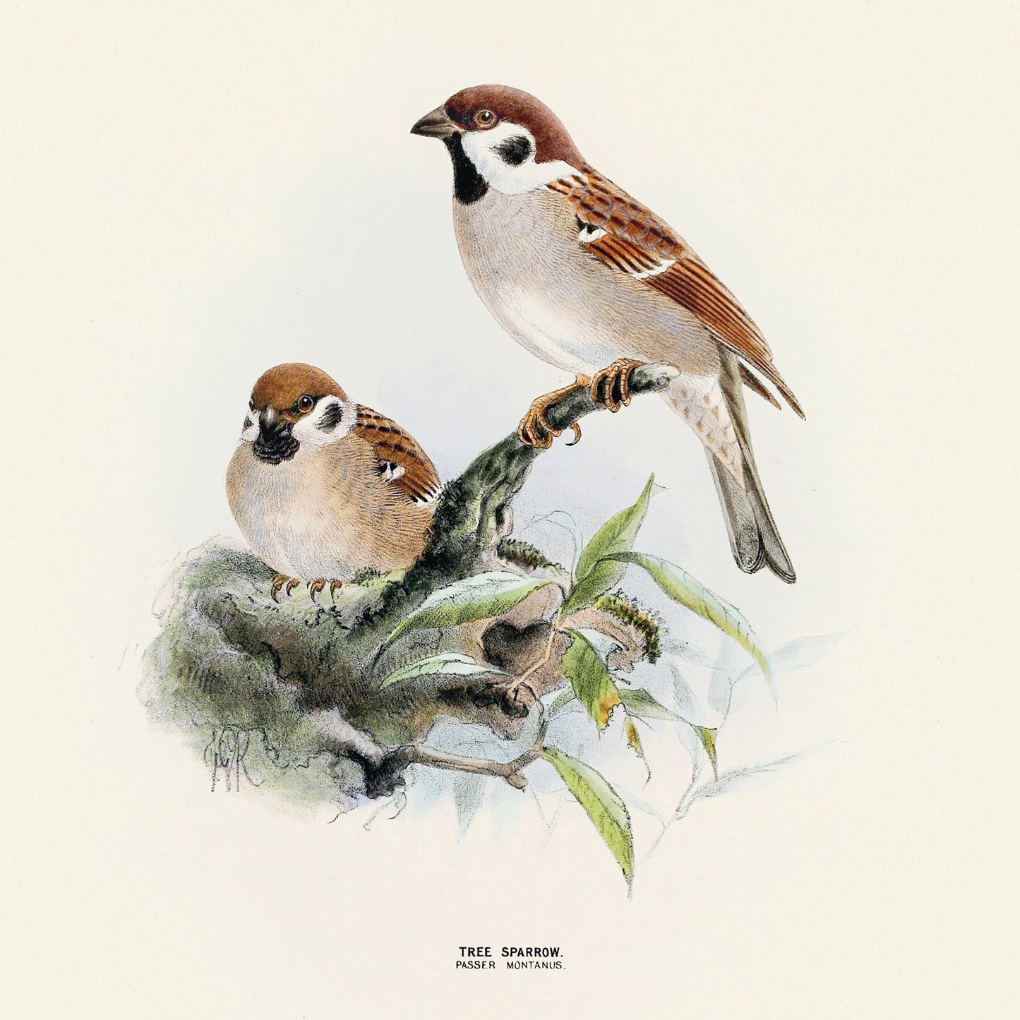 Broschürenkalender Vögel 2025, 30 x 30 cm