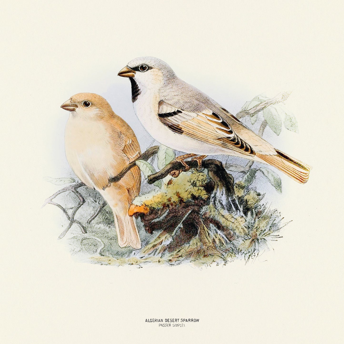 Broschürenkalender Vögel 2025, 30 x 30 cm