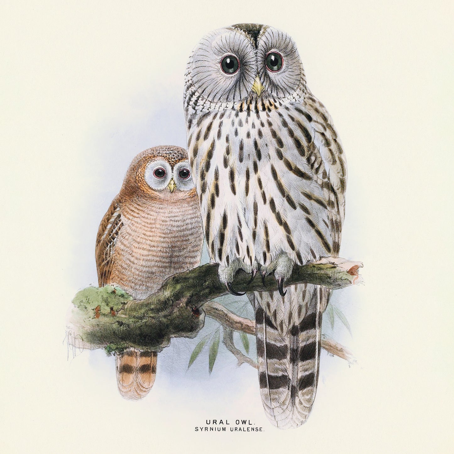 Broschürenkalender Vögel 2025, 30 x 30 cm