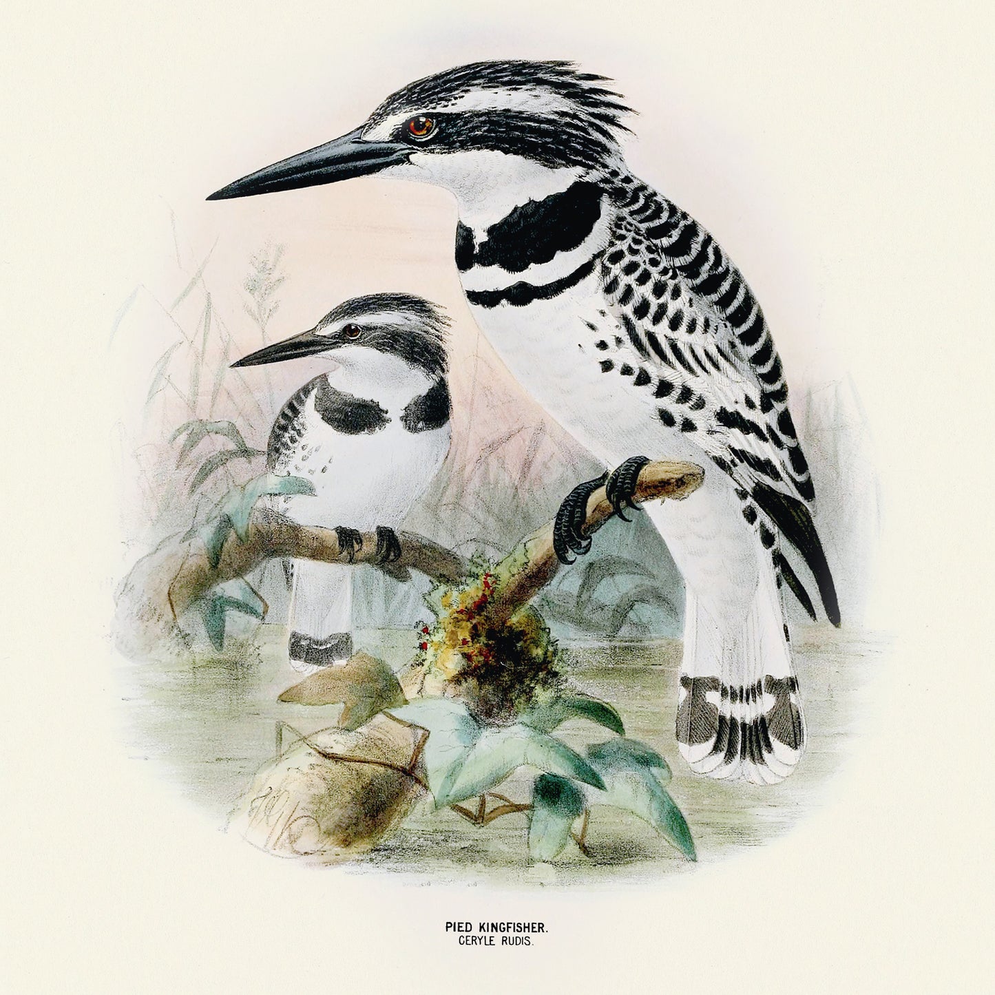 Broschürenkalender Vögel 2025, 30 x 30 cm