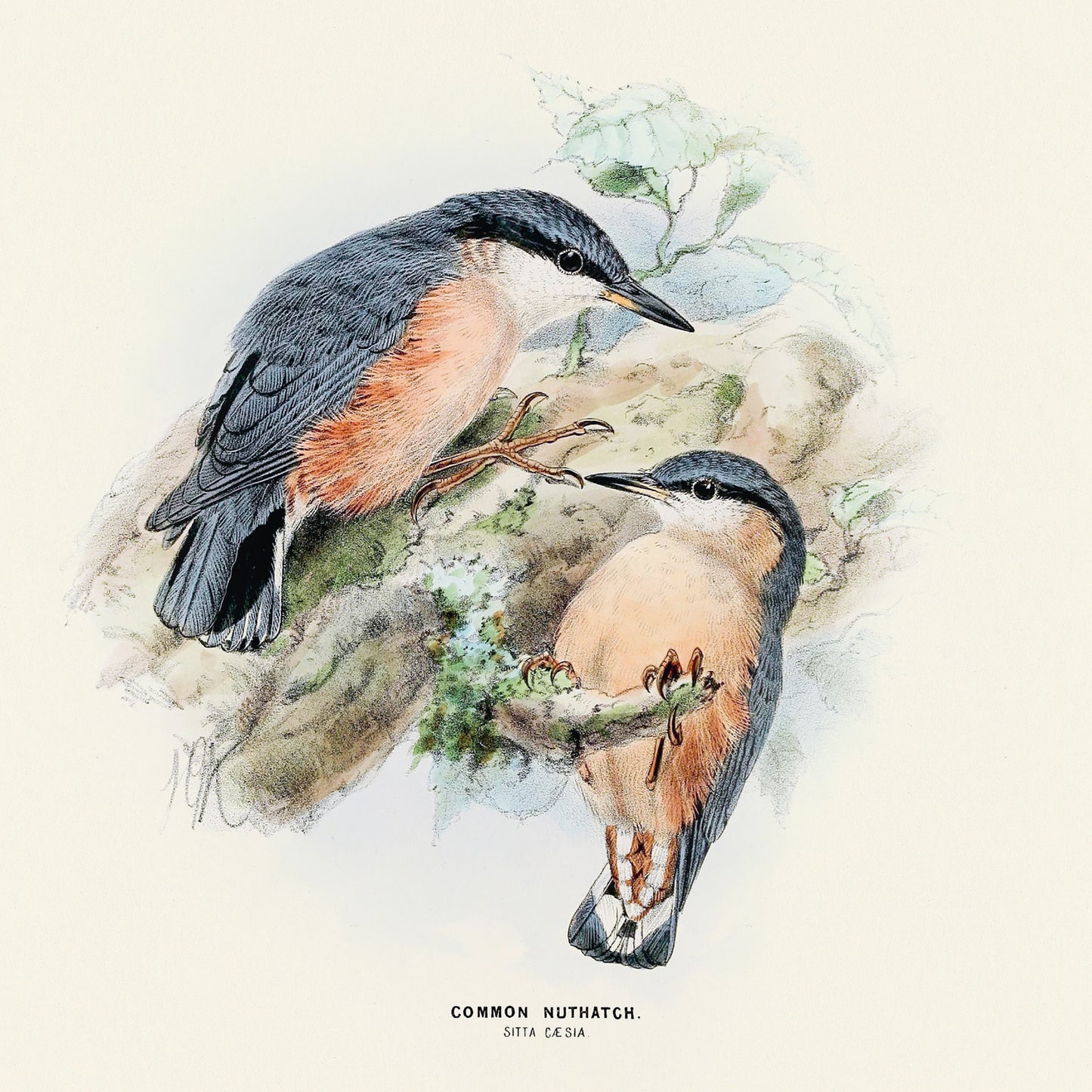 Broschürenkalender Vögel 2025, 30 x 30 cm