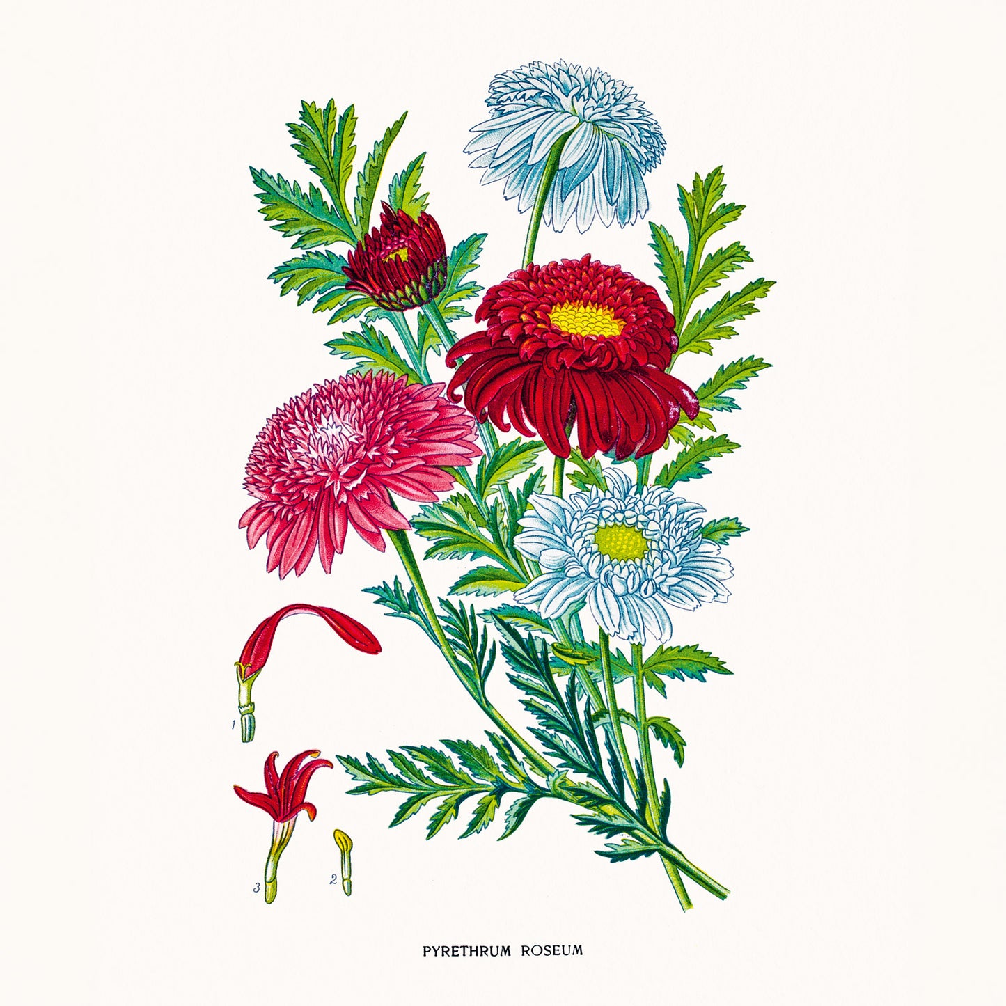 Broschürenkalender Herbarium 2026, 30 x 30 cm