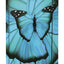 Ergo Butterfly Schulranzen-Set 5tlg: Schulranzen, Federmäppchen, Turnbeutel, Brotdose, Heftmappe
