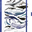 Planbook Planer/Notizbuch Marine Life 2027, 13 x 21 cm