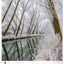 Wandkalender Bäume 2026, 33 x 46 cm