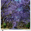 Wandkalender Bäume 2026, 33 x 46 cm