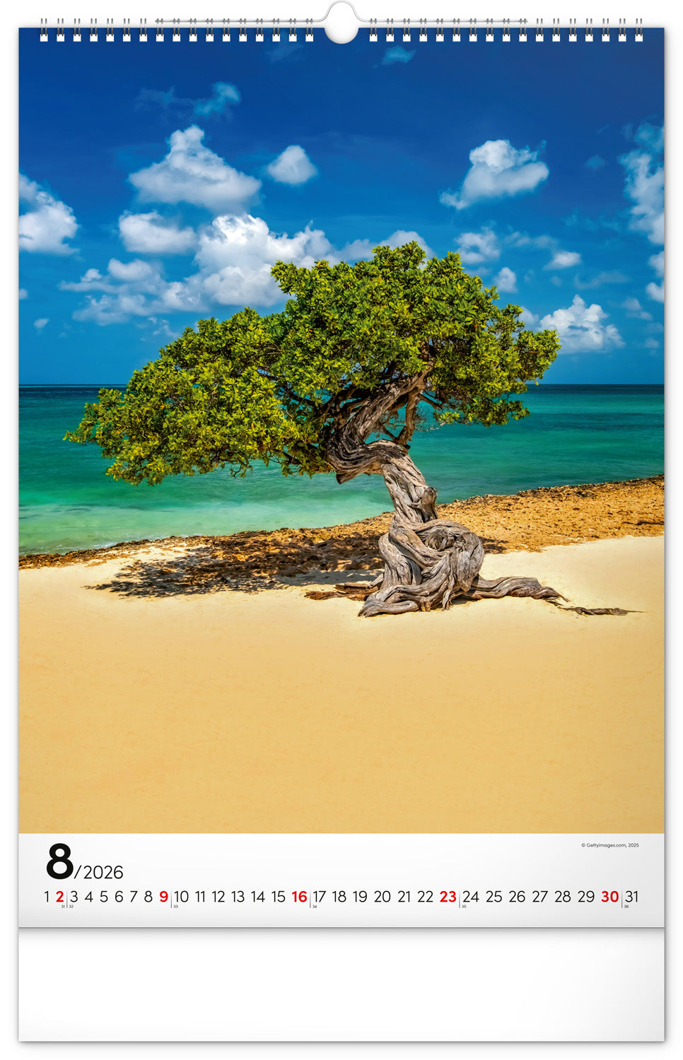Wandkalender Bäume 2026, 33 x 46 cm