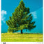 Wandkalender Bäume 2026, 33 x 46 cm