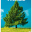 Wandkalender Bäume 2026, 33 x 46 cm