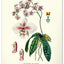 Wandkalender Vintage-Plakate – Herbarium 2027, 33 x 46 cm