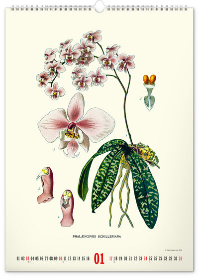 Wandkalender Vintage-Plakate – Herbarium 2027, 33 x 46 cm
