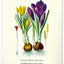 Wandkalender Vintage-Plakate – Herbarium 2027, 33 x 46 cm