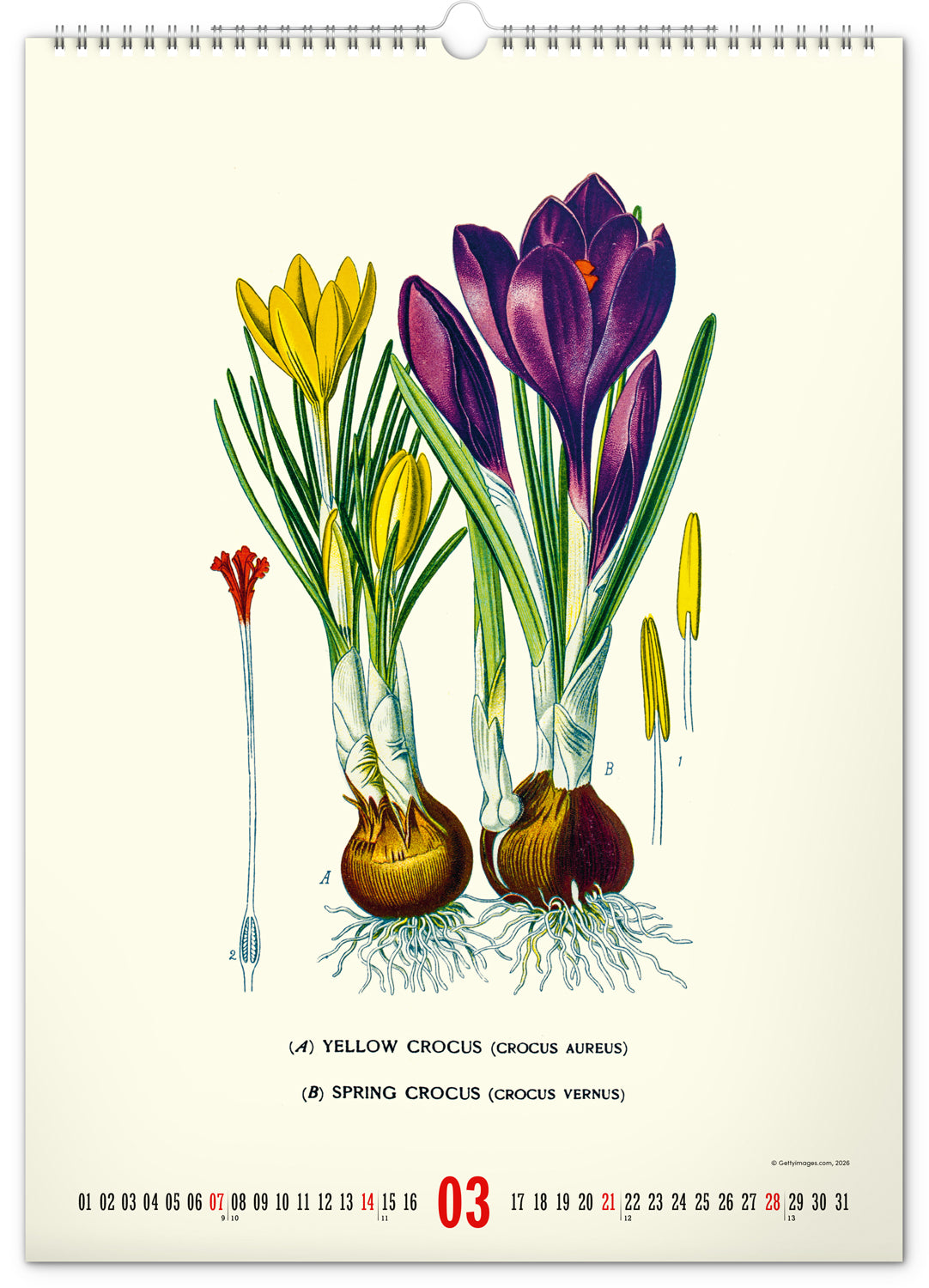 Wandkalender Vintage-Plakate – Herbarium 2027, 33 x 46 cm