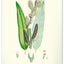 Wandkalender Vintage-Plakate – Herbarium 2027, 33 x 46 cm