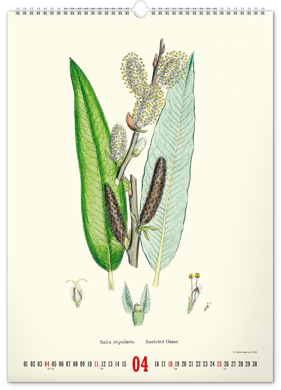 Wandkalender Vintage-Plakate – Herbarium 2027, 33 x 46 cm