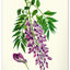 Wandkalender Vintage-Plakate – Herbarium 2027, 33 x 46 cm