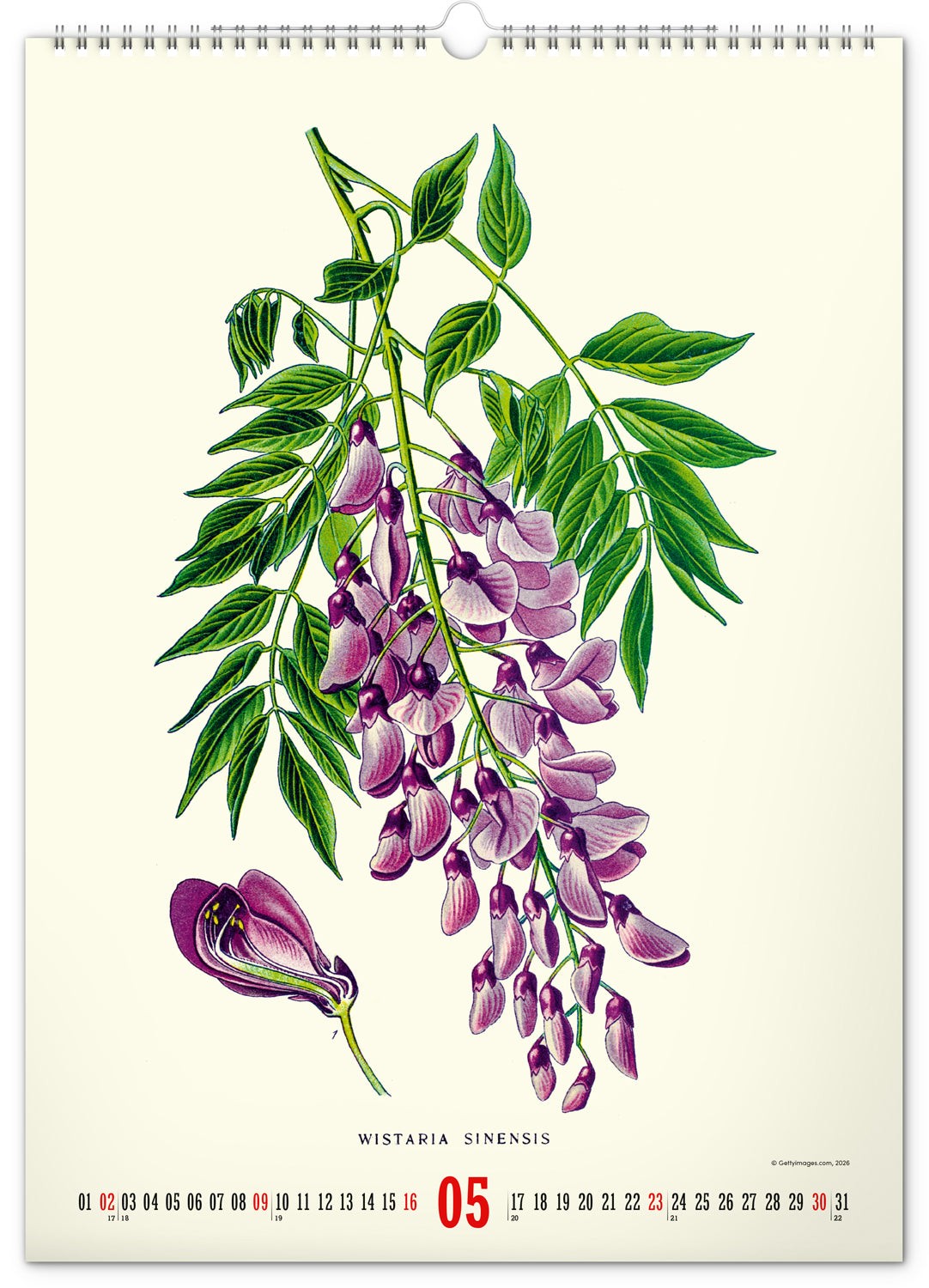 Wandkalender Vintage-Plakate – Herbarium 2027, 33 x 46 cm