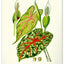 Wandkalender Vintage-Plakate – Herbarium 2027, 33 x 46 cm