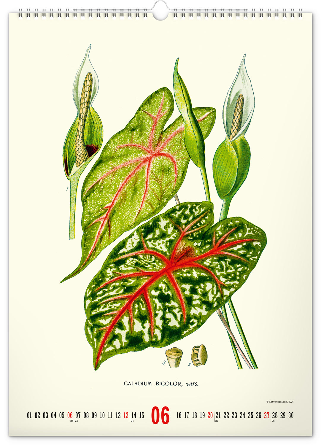 Wandkalender Vintage-Plakate – Herbarium 2027, 33 x 46 cm