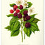 Wandkalender Vintage-Plakate – Herbarium 2027, 33 x 46 cm