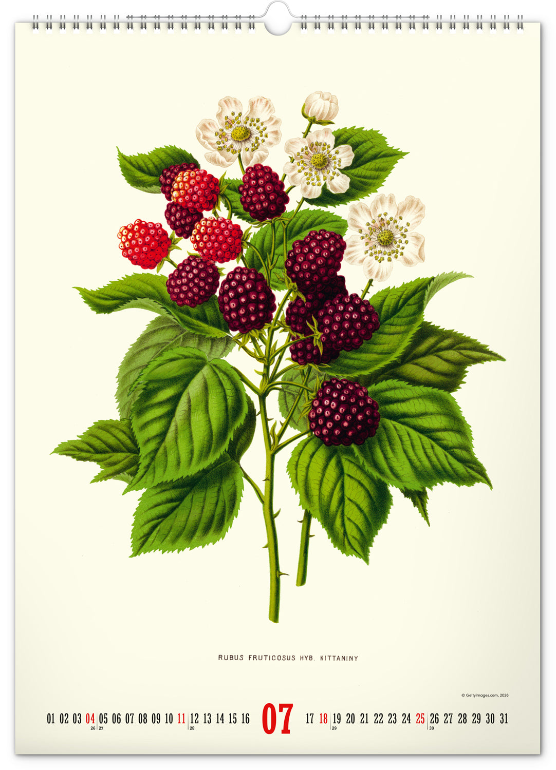 Wandkalender Vintage-Plakate – Herbarium 2027, 33 x 46 cm