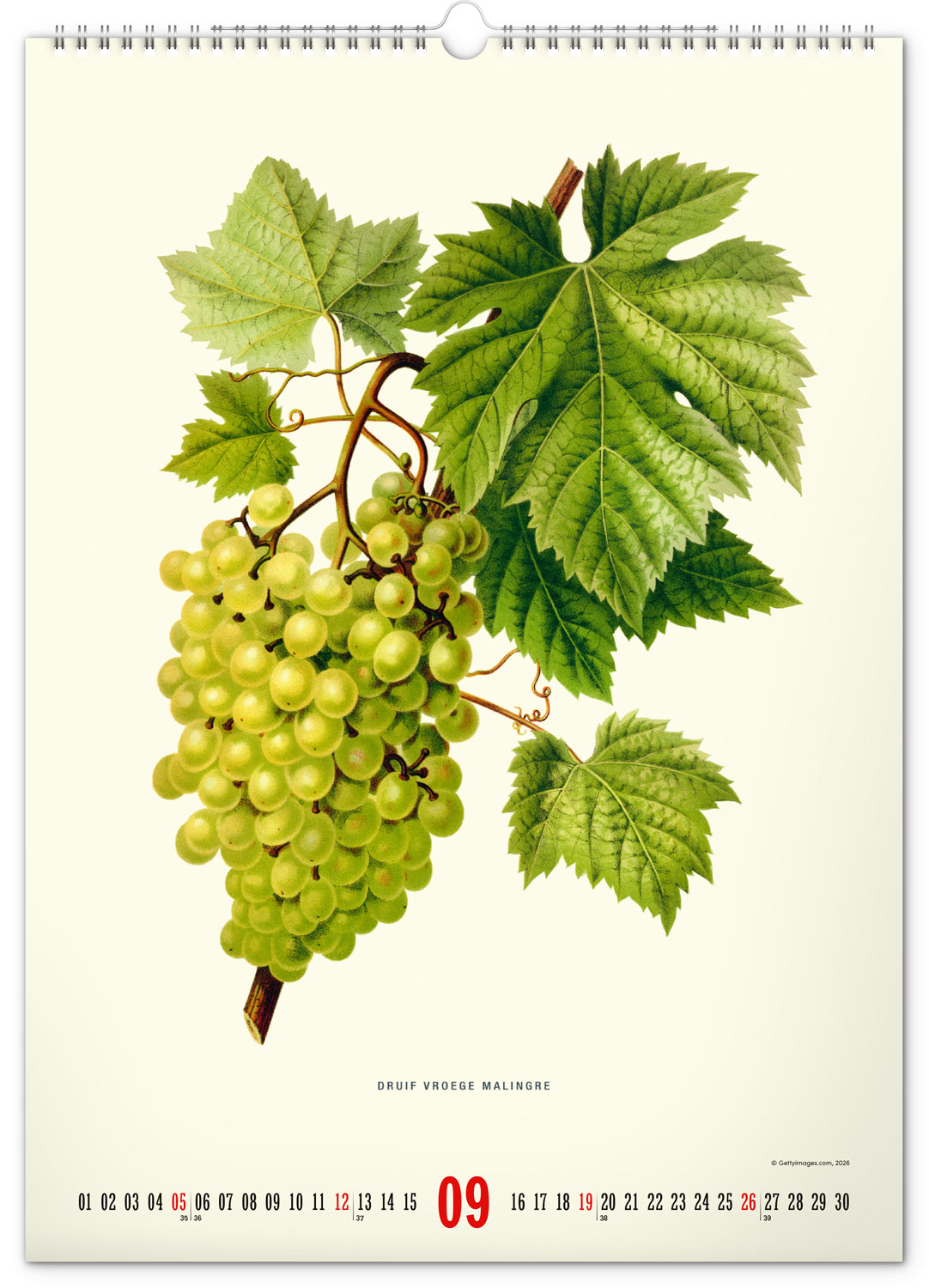 Wandkalender Vintage-Plakate – Herbarium 2027, 33 x 46 cm