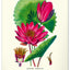 Wandkalender Vintage-Plakate – Herbarium 2027, 33 x 46 cm