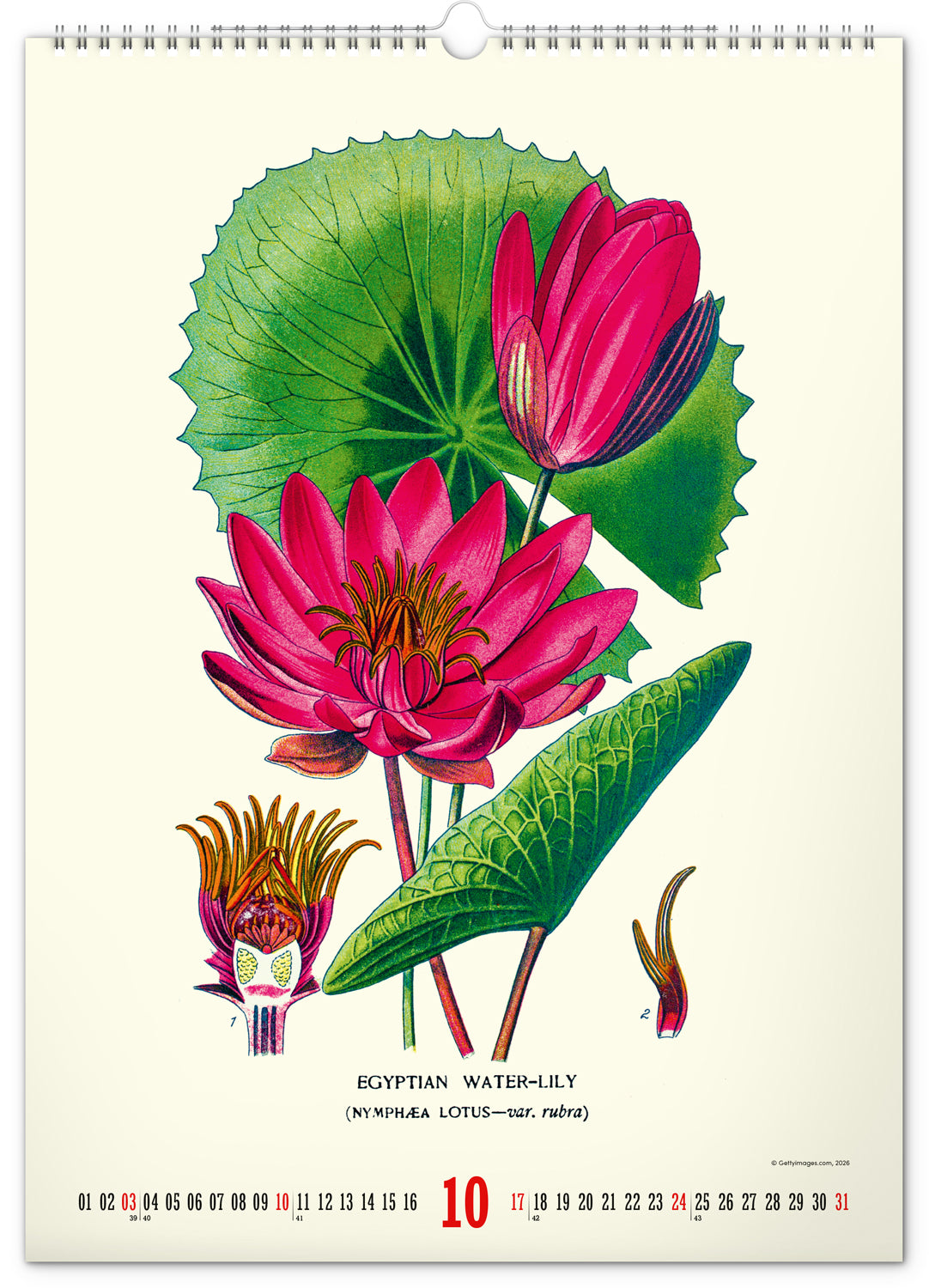 Wandkalender Vintage-Plakate – Herbarium 2027, 33 x 46 cm