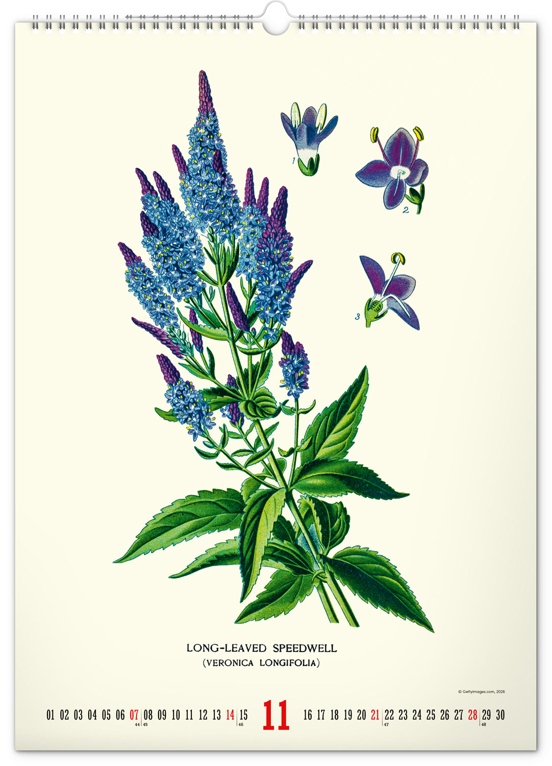 Wandkalender Vintage-Plakate – Herbarium 2027, 33 x 46 cm
