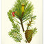 Wandkalender Vintage-Plakate – Herbarium 2027, 33 x 46 cm
