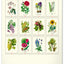 Wandkalender Vintage-Plakate – Herbarium 2027, 33 x 46 cm
