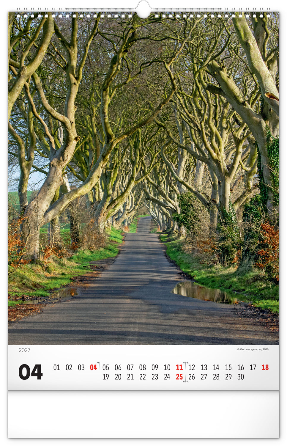 Wandkalender Bäume 2027, 33 x 46 cm