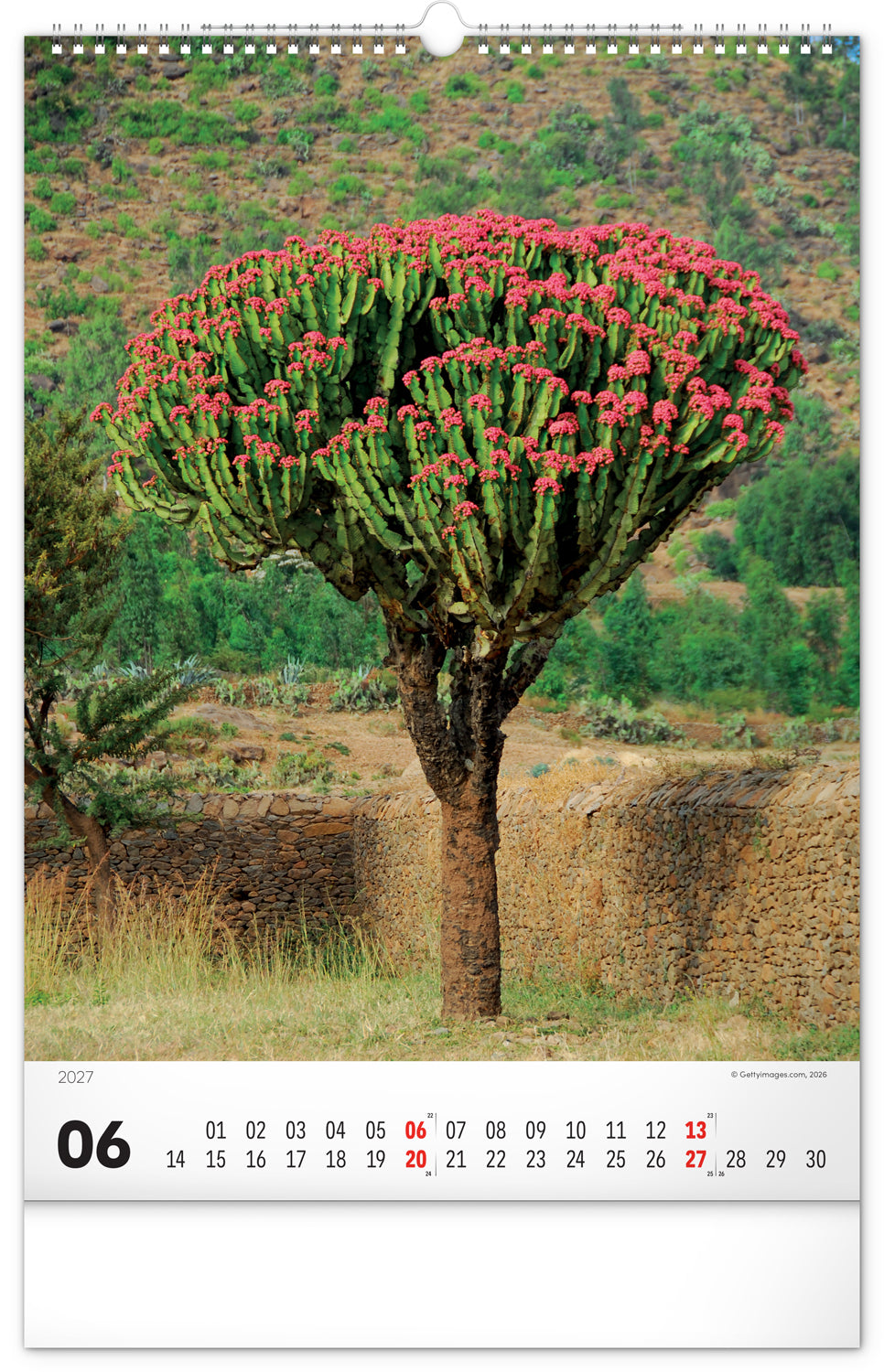 Wandkalender Bäume 2027, 33 x 46 cm