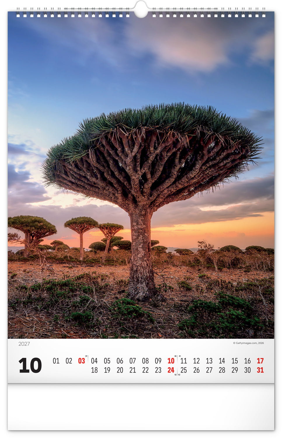 Wandkalender Bäume 2027, 33 x 46 cm