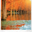 Wandkalender Bäume 2027, 33 x 46 cm