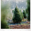 Wandkalender Bäume 2027, 33 x 46 cm