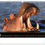 Wandkalender Lebendiges Afrika 2027, 48 x 33 cm