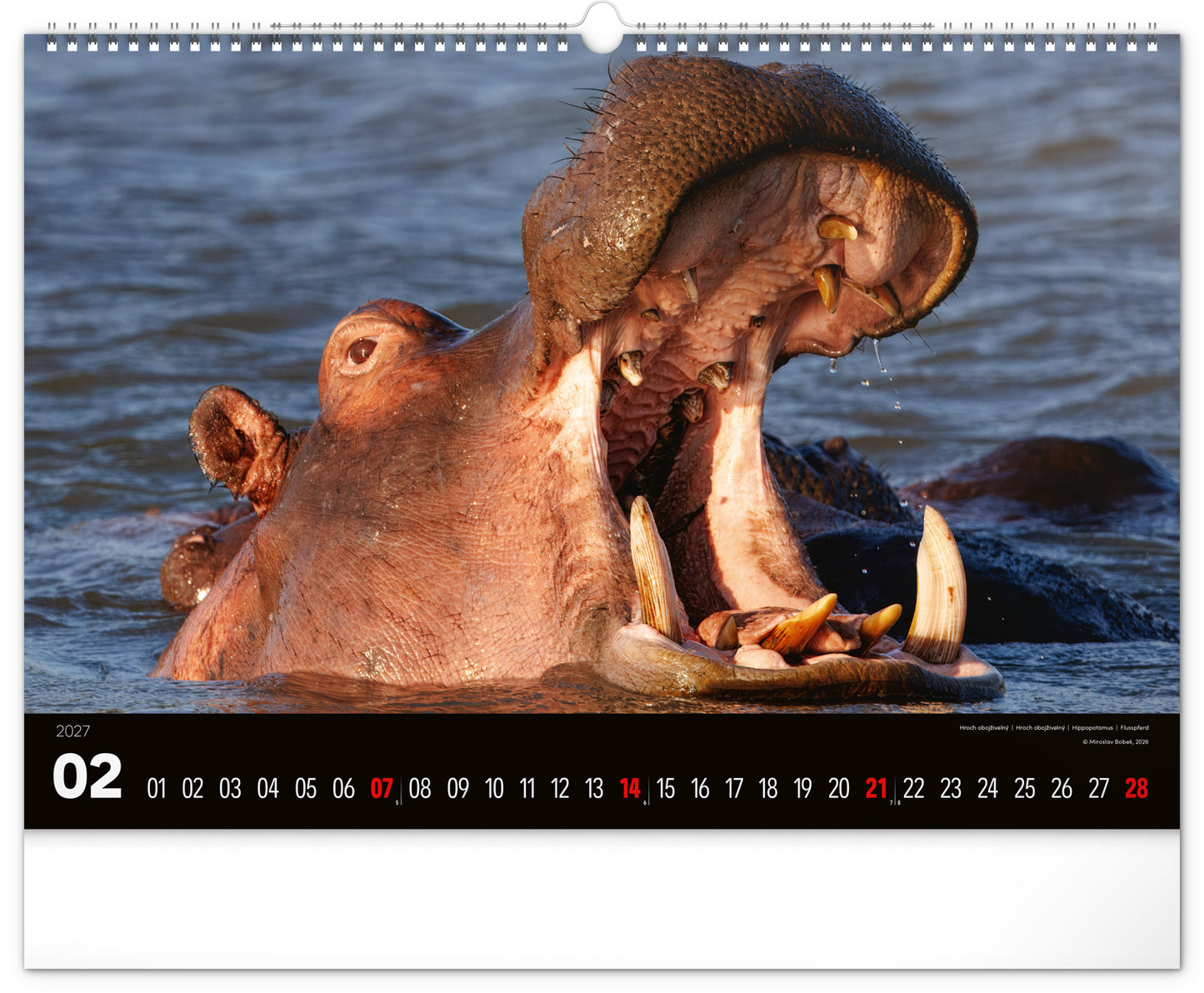 Wandkalender Lebendiges Afrika 2027, 48 x 33 cm