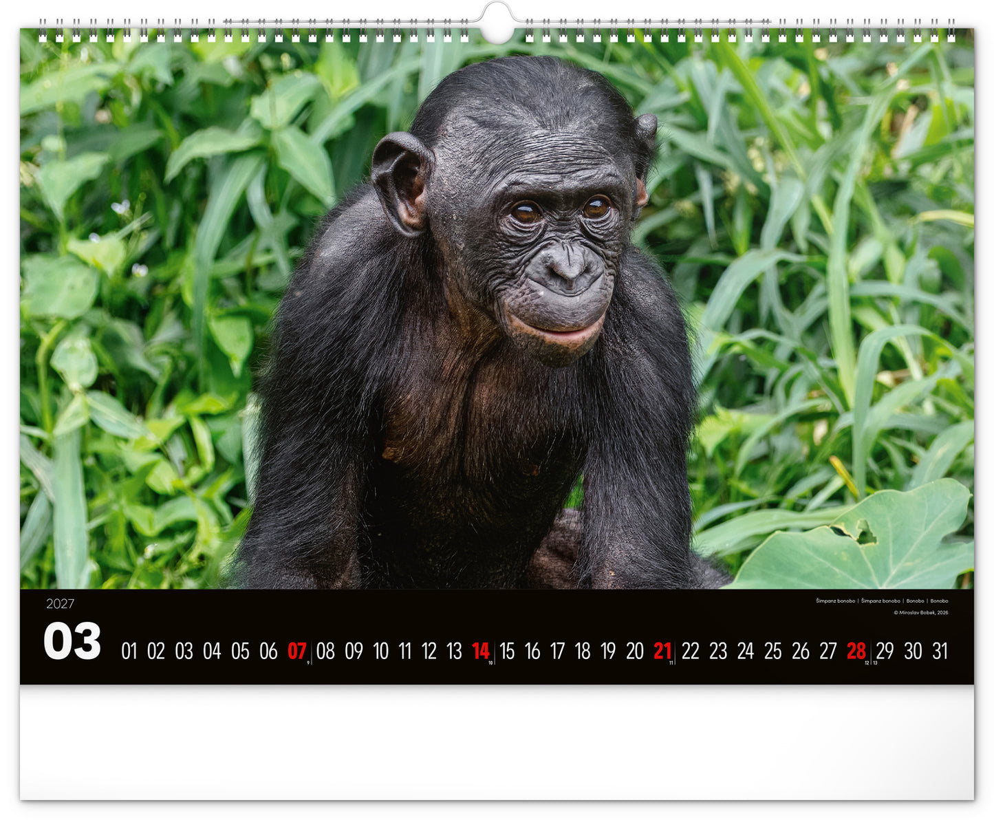 Wandkalender Lebendiges Afrika 2027, 48 x 33 cm