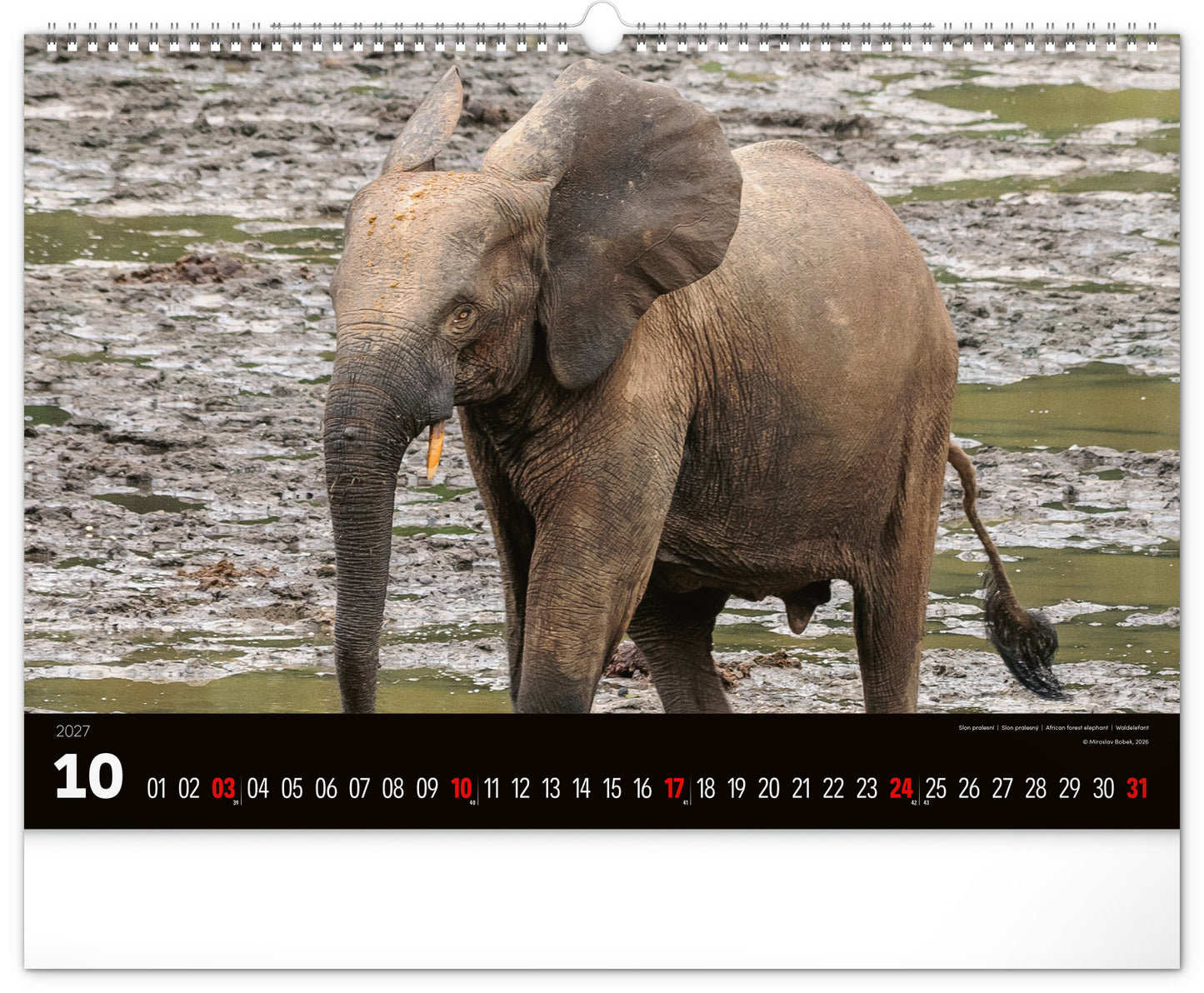 Wandkalender Lebendiges Afrika 2027, 48 x 33 cm