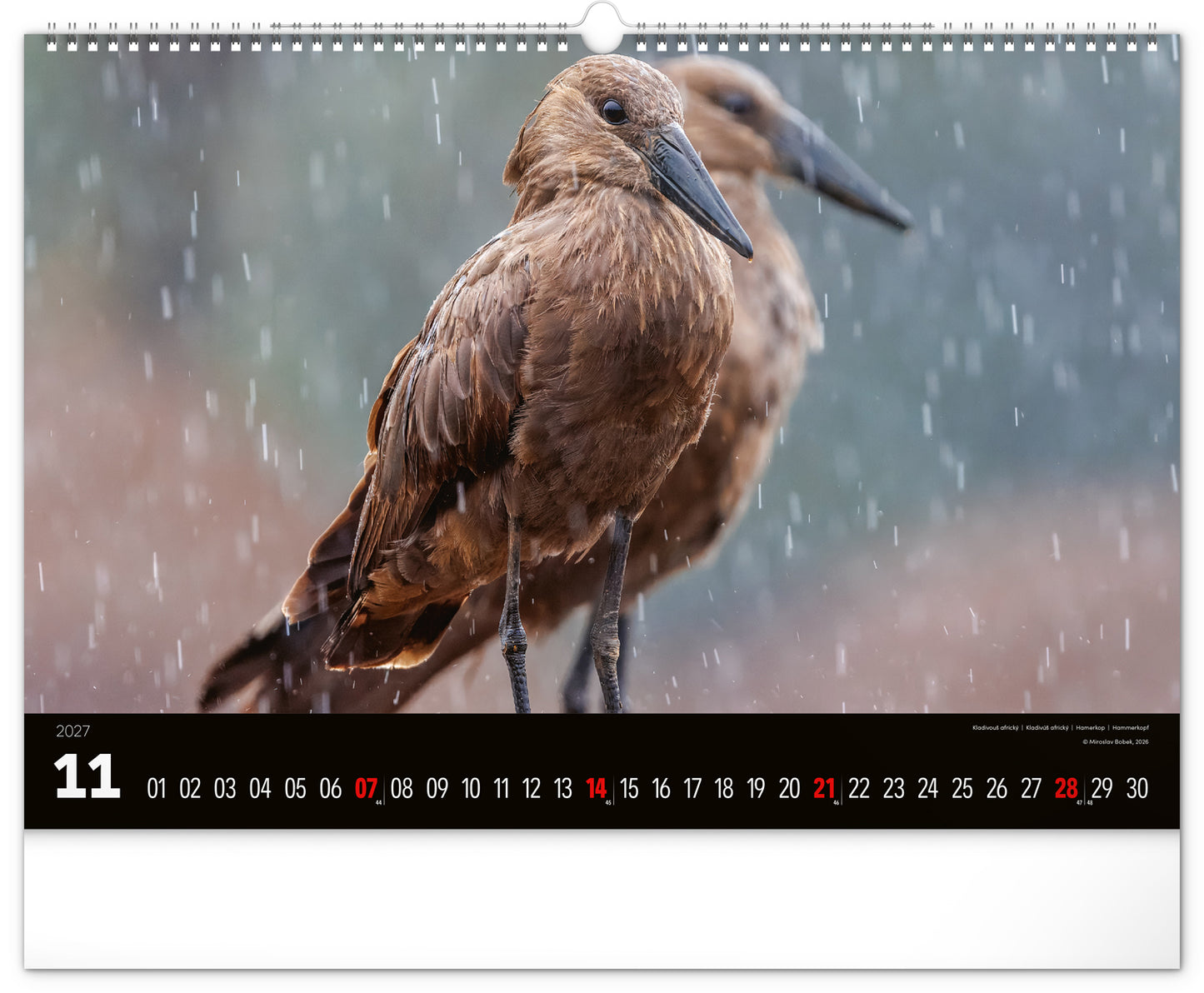Wandkalender Lebendiges Afrika 2027, 48 x 33 cm