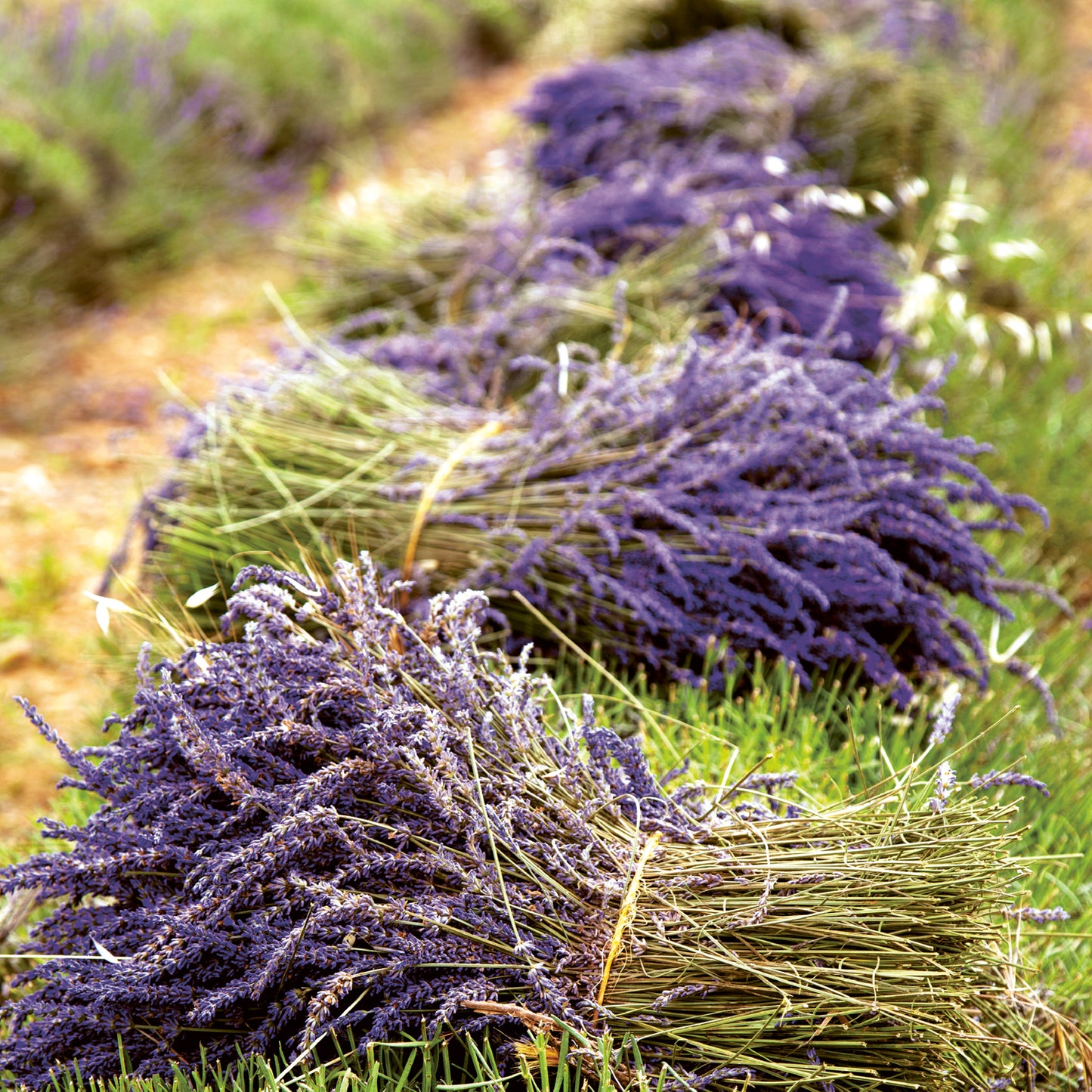 Broschürenkalender Provence 2024, duftig, 30 × 30 cm