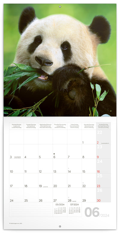 Broschürenkalender Pandas 2024, 30 × 30 cm