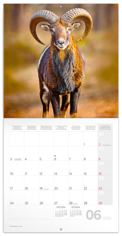 Broschürenkalender Waldtiere 2024, 30 × 30 cm